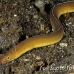 moray_whitemargined_kbraerpr1_h_0057_sul5217.jpg